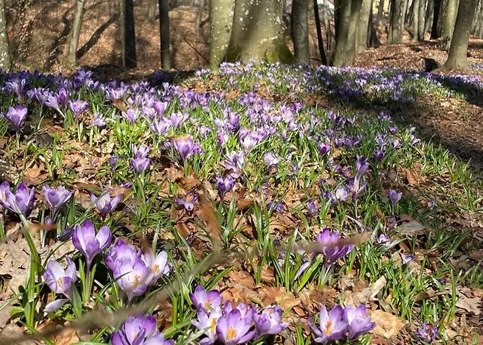 Park House Aparts 公寓式酒店